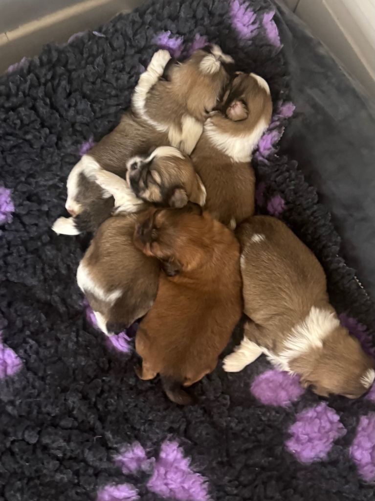Shih Tzu 