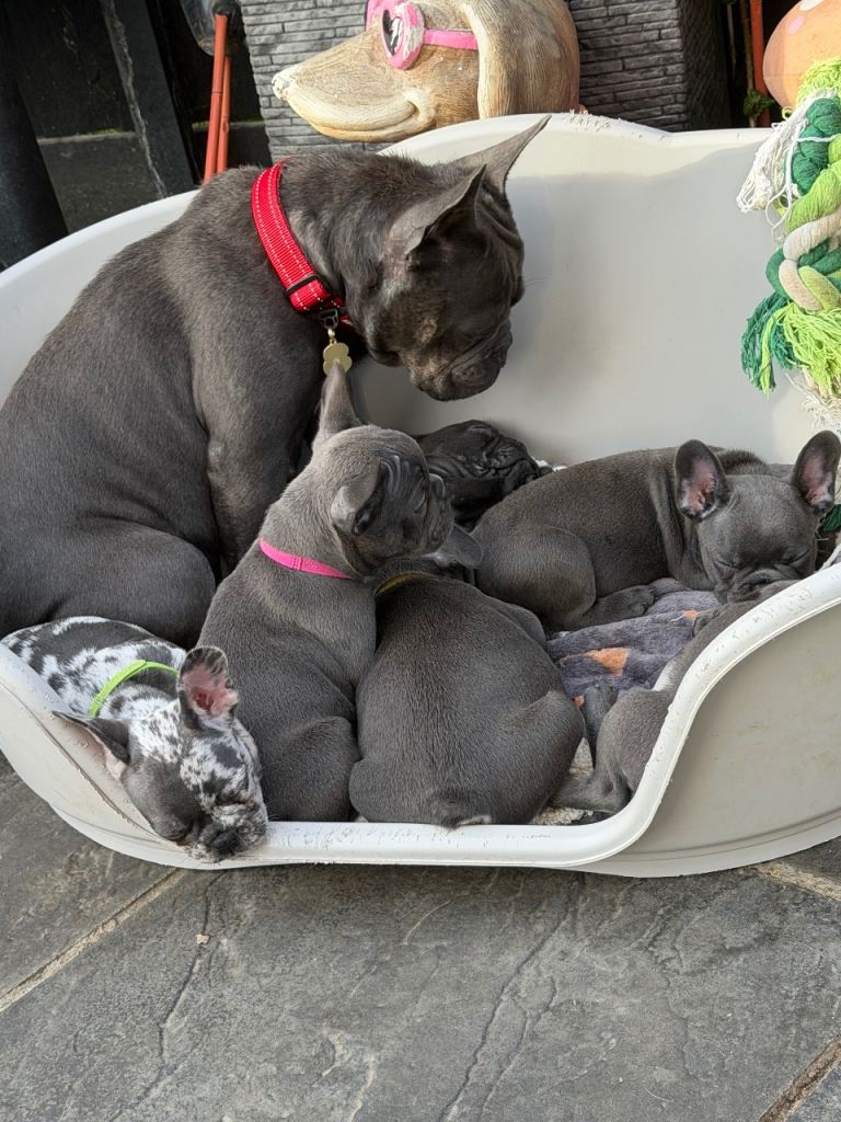 Beautiful French bulldog puppies