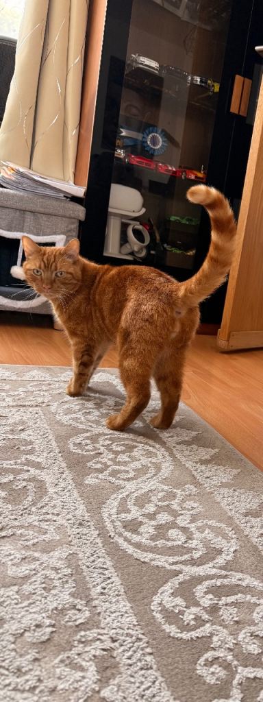 Male Ginger Cat