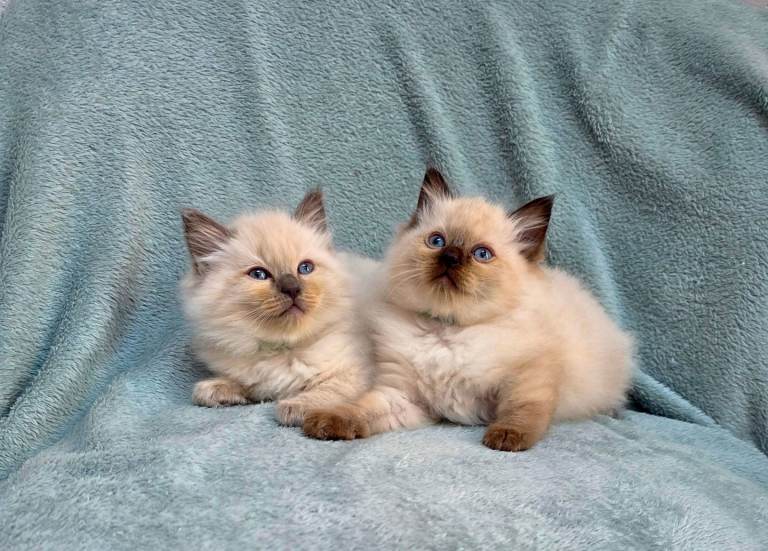 2 Ragdoll boys