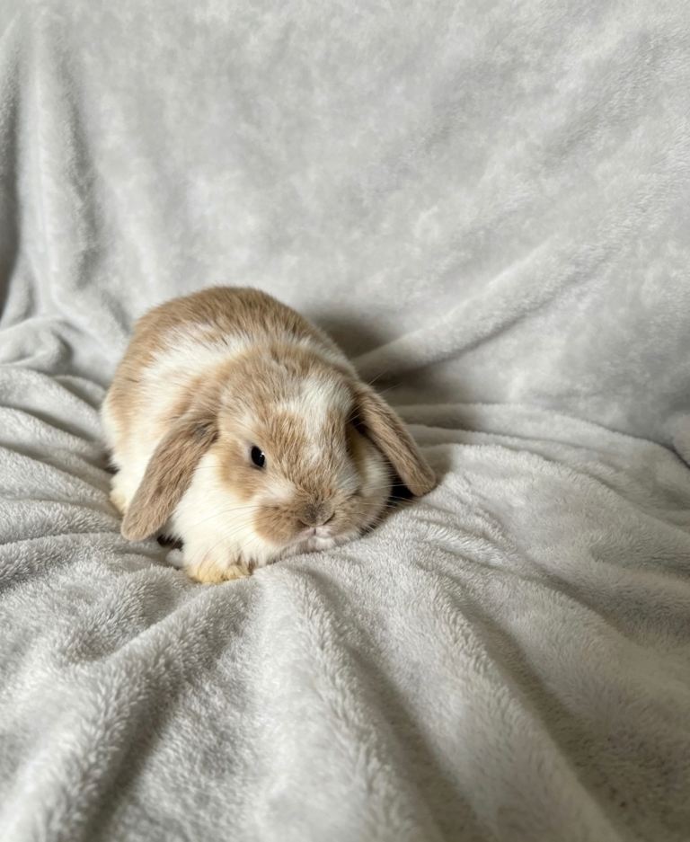 Baby Mini Lop female ready to leave 