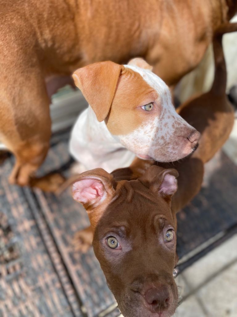Puppies 