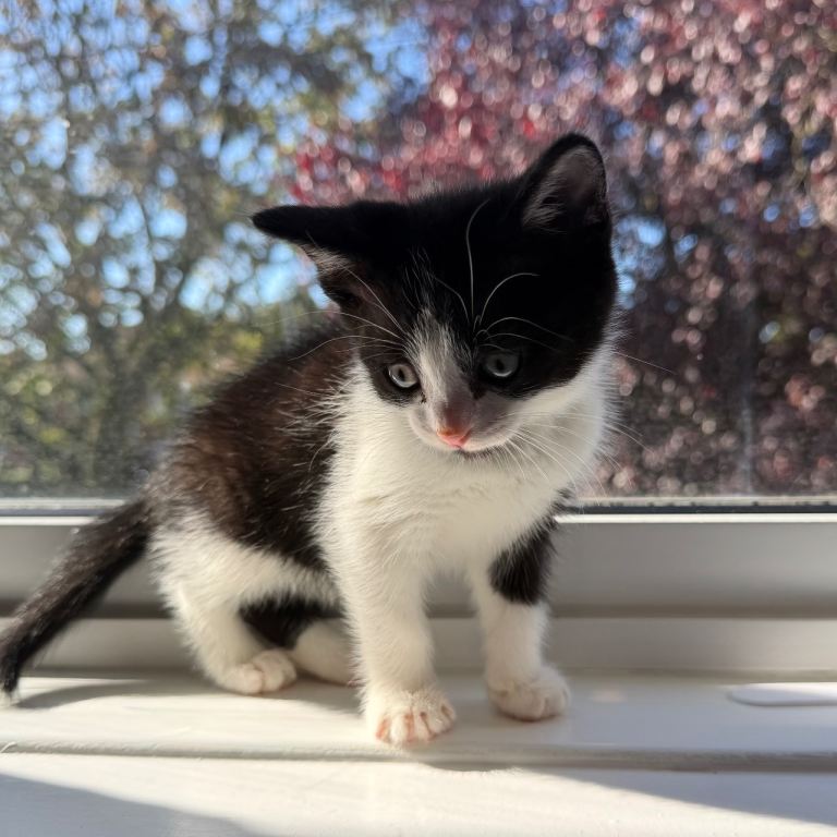 9 Week Old Kitten
