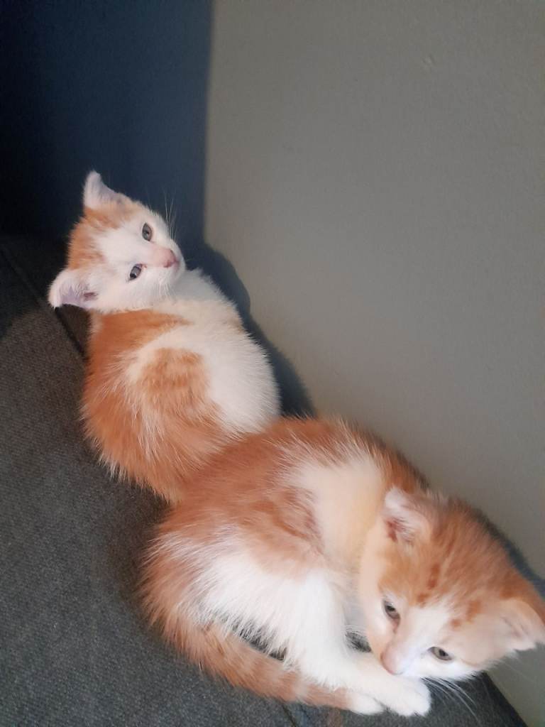 Kittens 