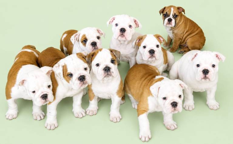 English Bulldog Puppies 