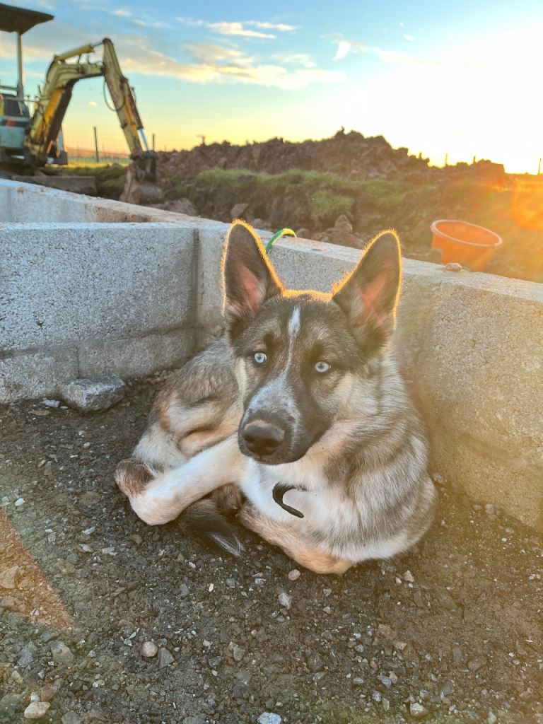 Beautiful Husky Mix (Blu) – 19 Months Old – Needs Active Home