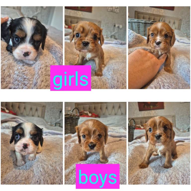 6 beautiful king charles cavalier spaniel puppies looking for forever homes 🏡 