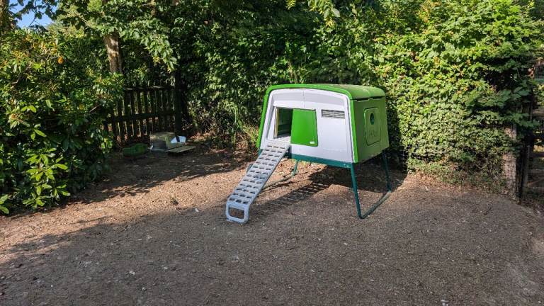 Omlet chicken coop, fencing, feeders and chickens for sales 