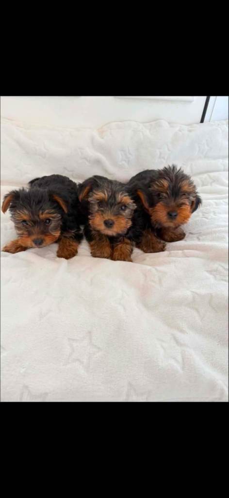 Miniature yorkshire terrier