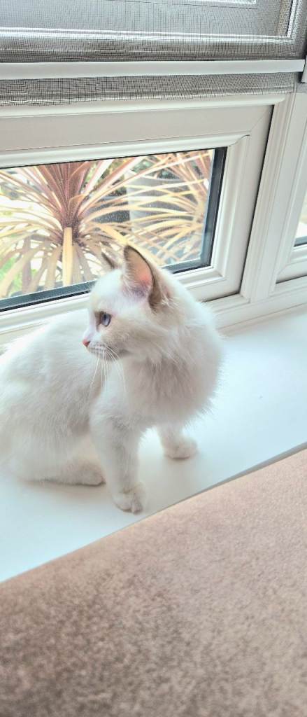 Beautiful blue eyed 3 month old Ragdoll Kitten