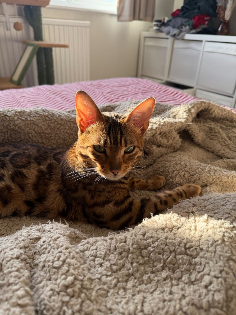 1 year old female Bengal cat