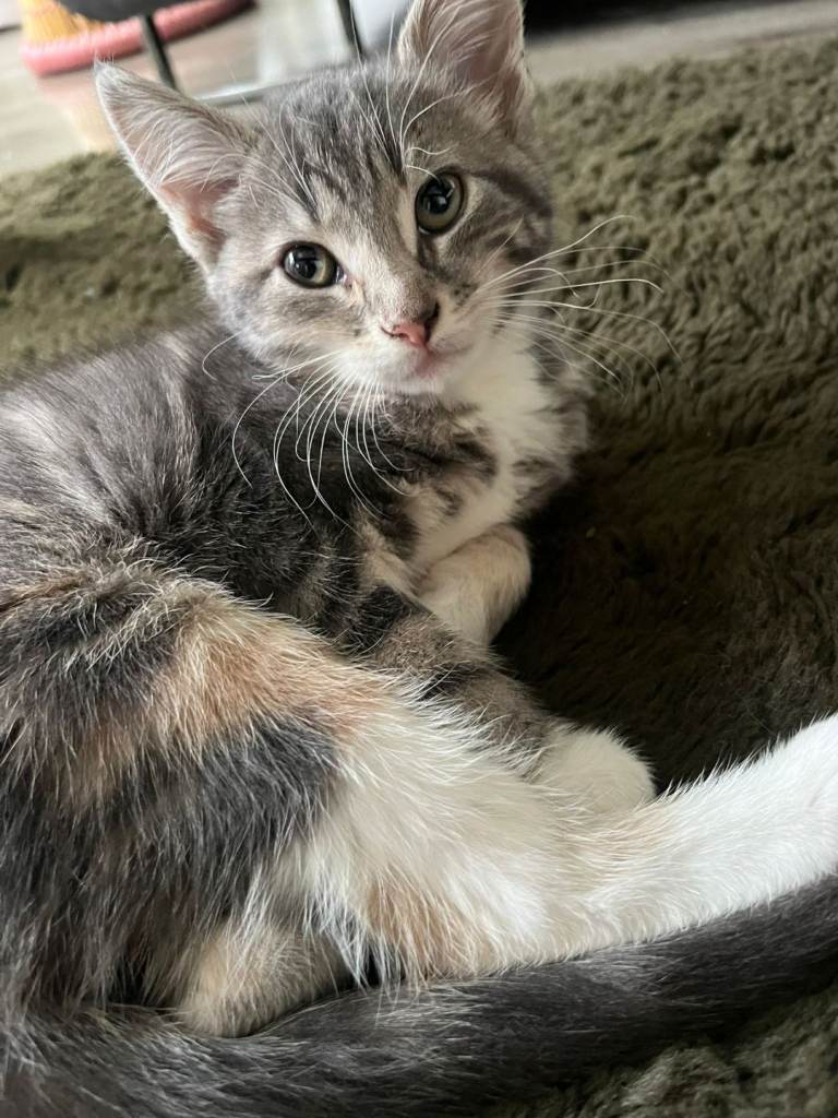 Beautifull girls for Sale!!! 