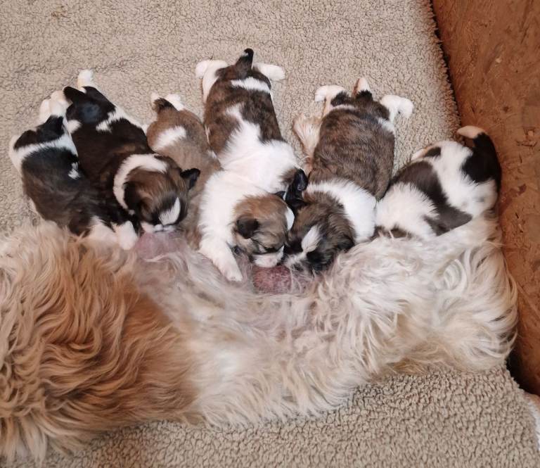 Pure bred shih tzu puppies here in Cardiff