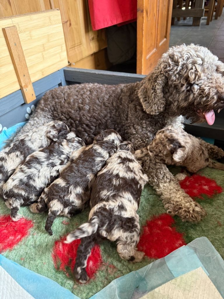 Chocolate Merle Cockapoo puppies 