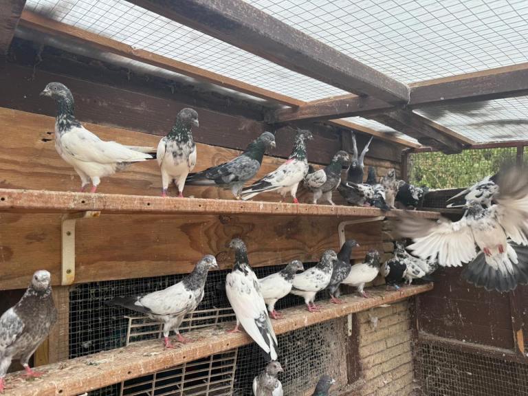Pakistani high flyers for sale