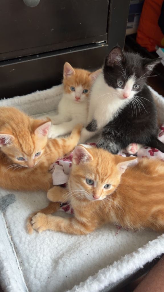 Kittens For sale SW 