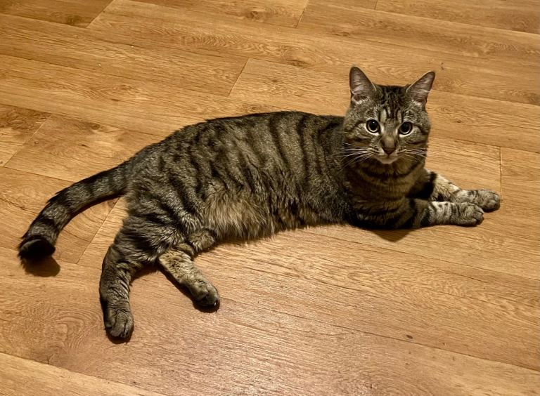 Male Cat