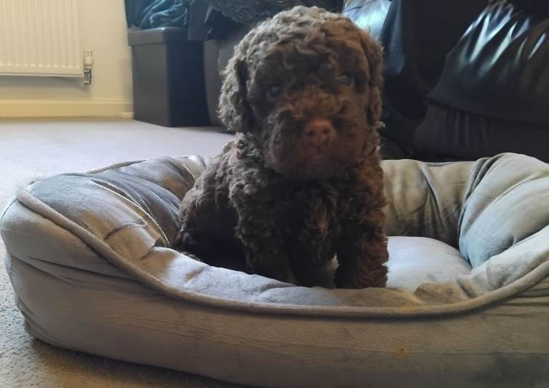 Mini Cockapoo F2b Ready Now