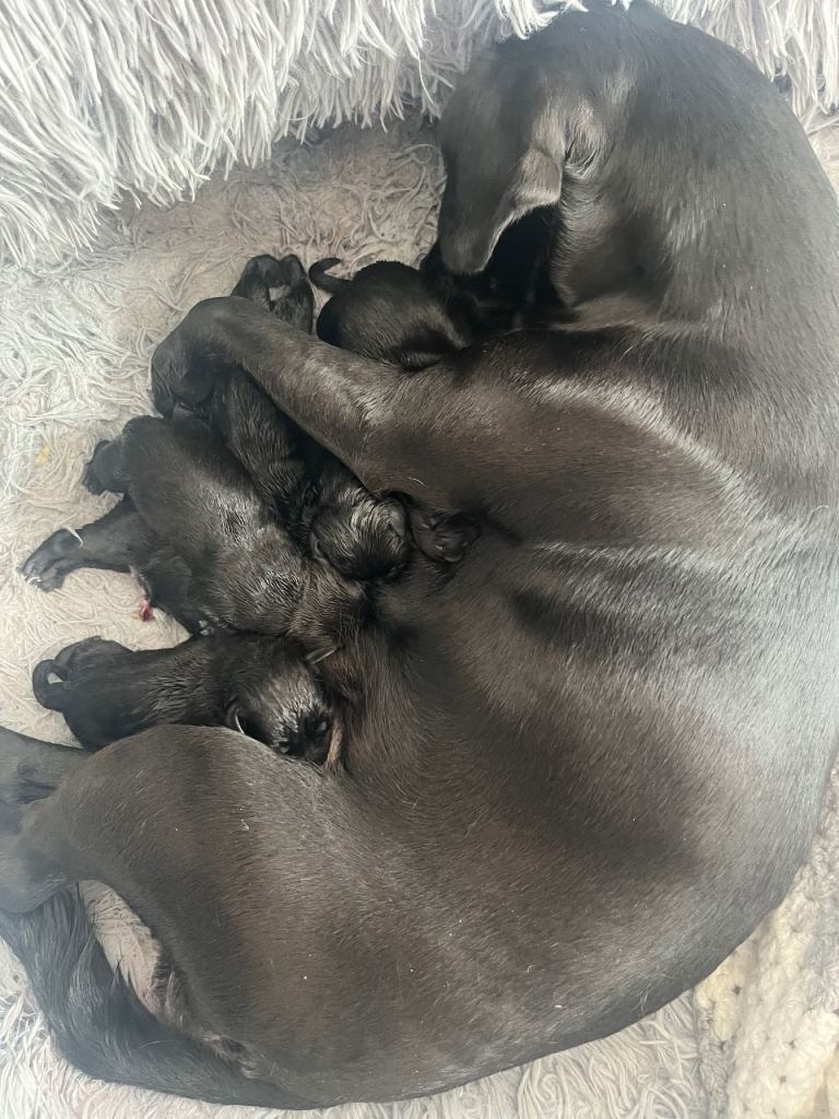 Puppies x 3 girls 