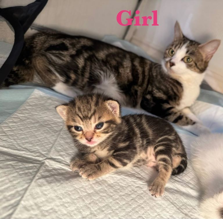 🐾 Well-Socialised, Healthy & Playful Kittens🐾