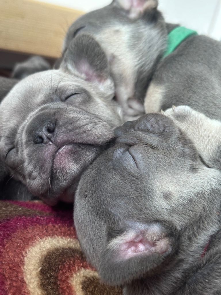 French Bulldog Puppies