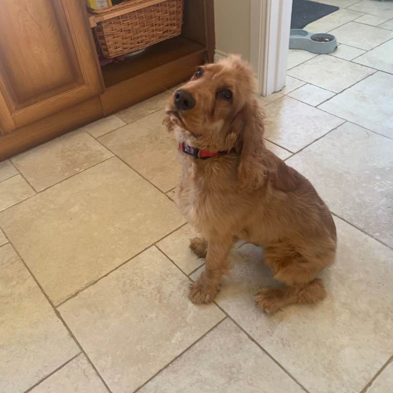 Beautiful 6 Month Old Golden Cocker Spaniel