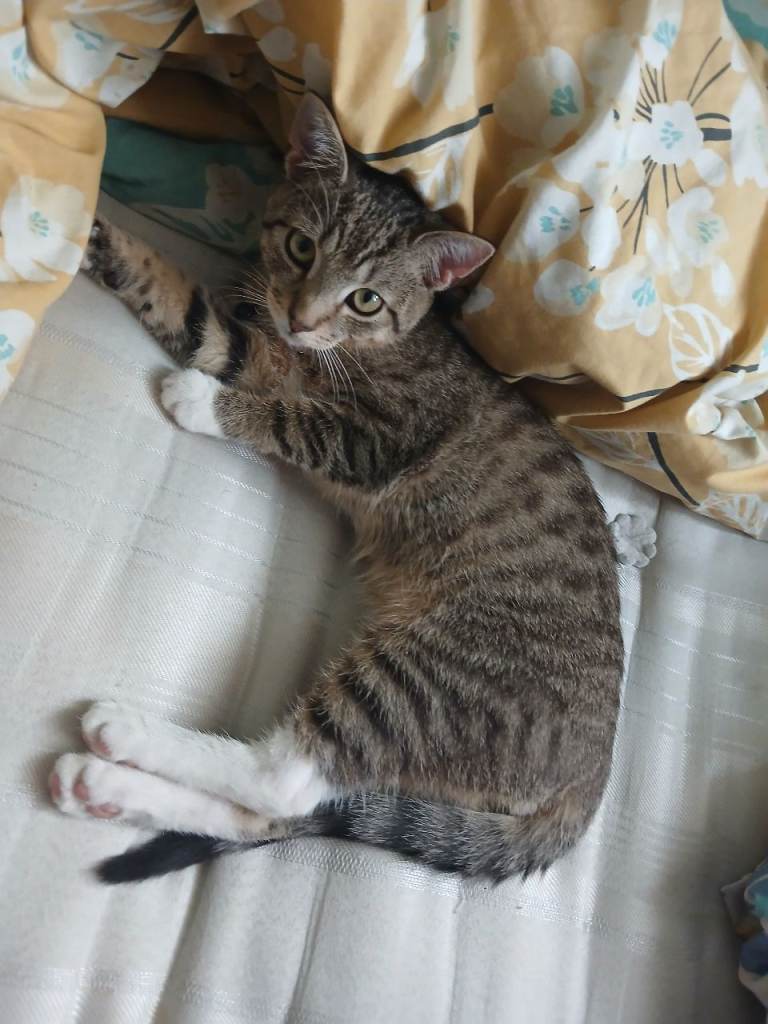 Male gorgeous cat 4months