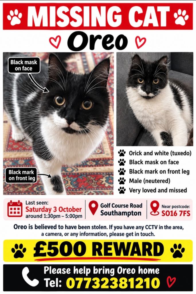 Missing cat in golf course road so16 7fs