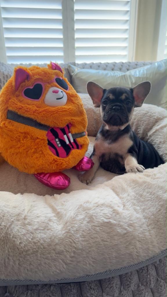 5 Beautiful French Bulldog Puppies