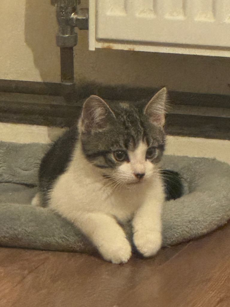 Beautiful kitten for sale 