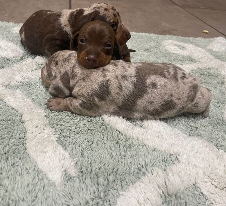 Miniature dachshunds