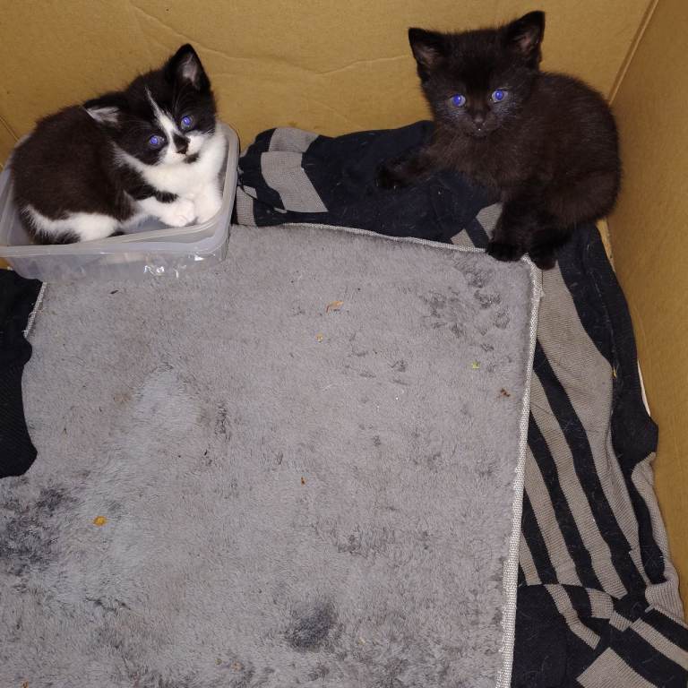 Female Adult Cat with 2 Kittens – Looking for a Loving Home- Text Only please!