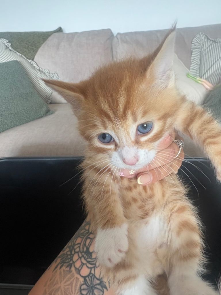 Half maincoon kittens for sale 