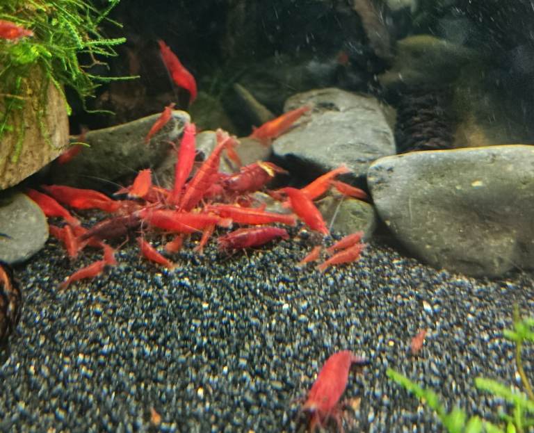 Bloody Mary Shrimp, Blue Dream Shrimp and Yellow Dream Shrimp 