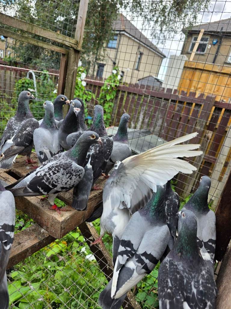 Racing pigeons for sale £10 each