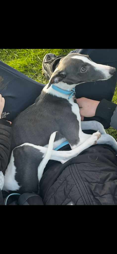 Whippet with blue and white markings