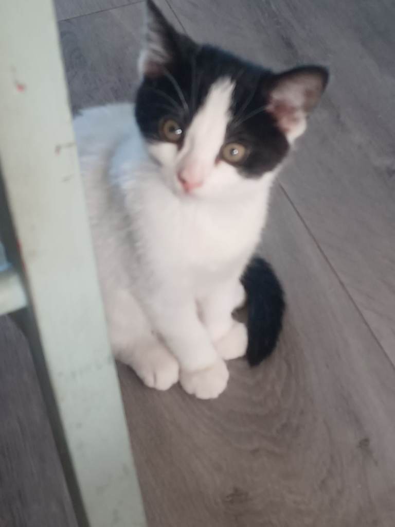 1 girl and 1 boy kitten 