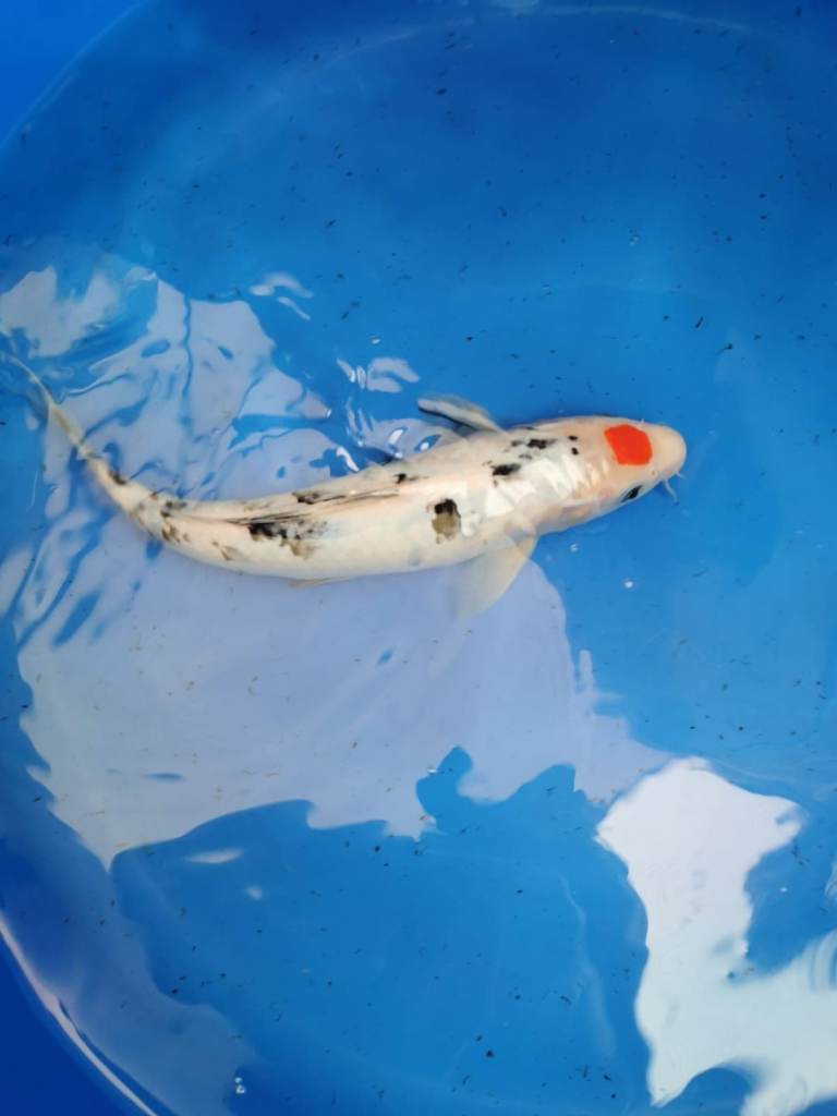 High Grade Koi Carp Hand picked