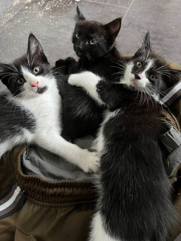 Beautiful Kittens Seeking Loving Forever Homes