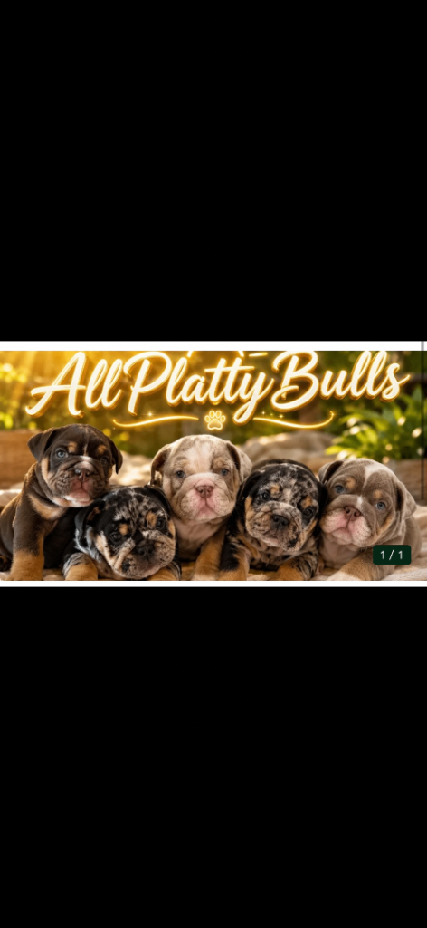 Top quality English  bulldogs 🐶🐾