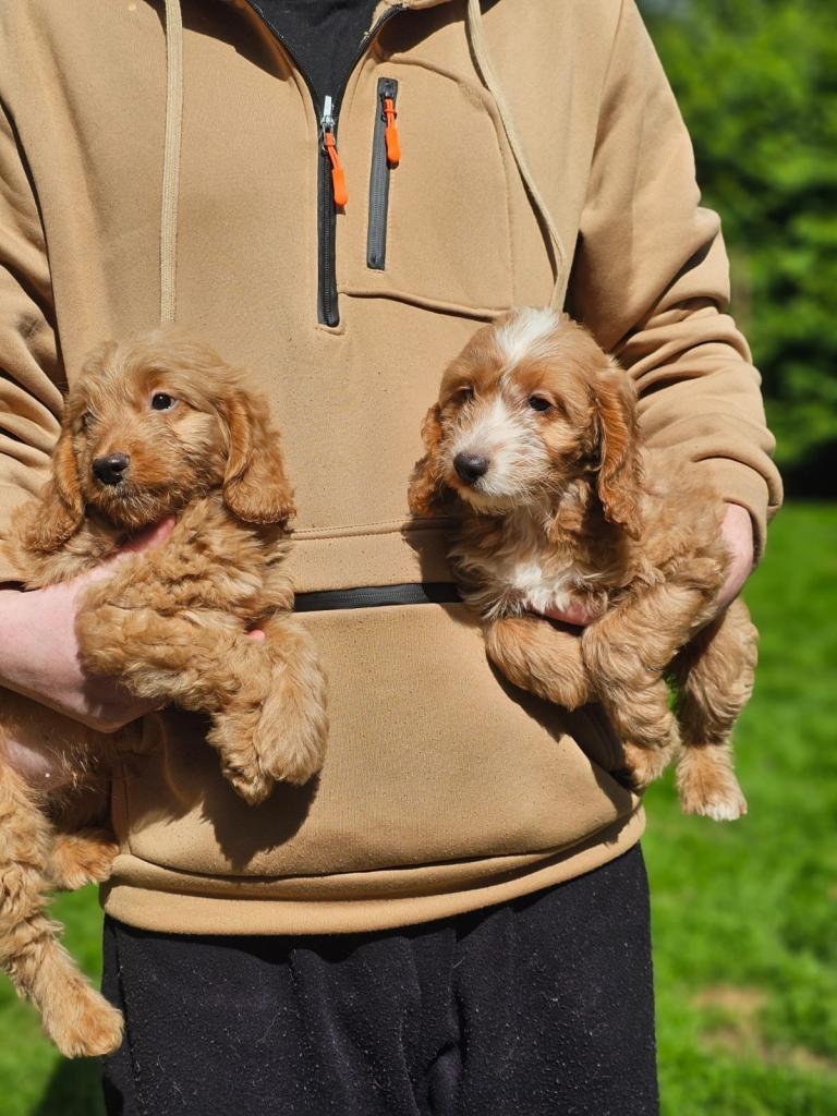 Cockapoo puppies
