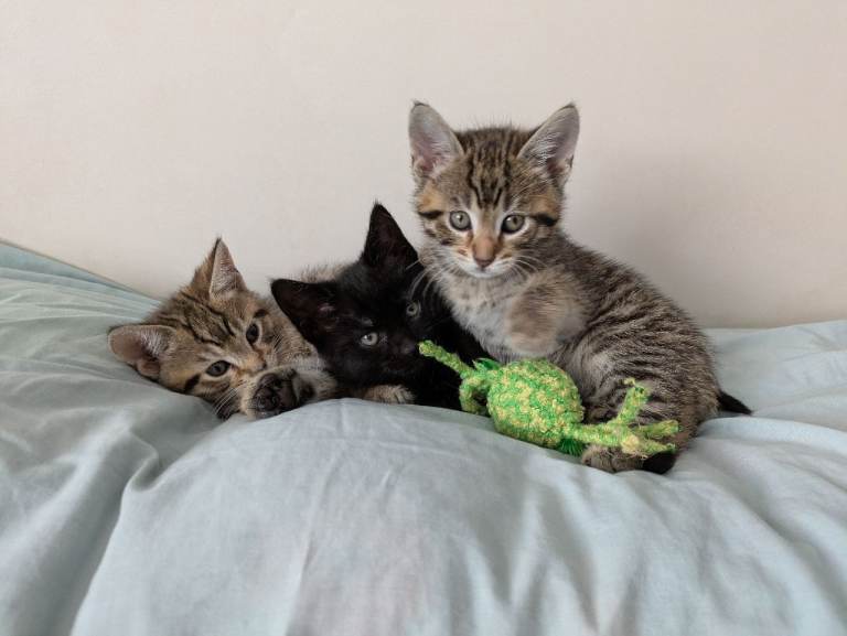 Bengal kittens boys and girls 
