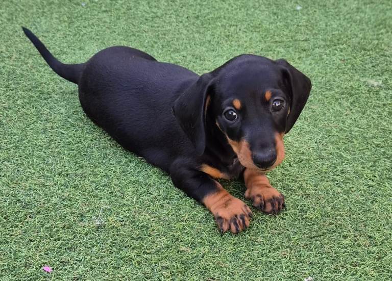 Puppy Last little boy minature daschund kc reg