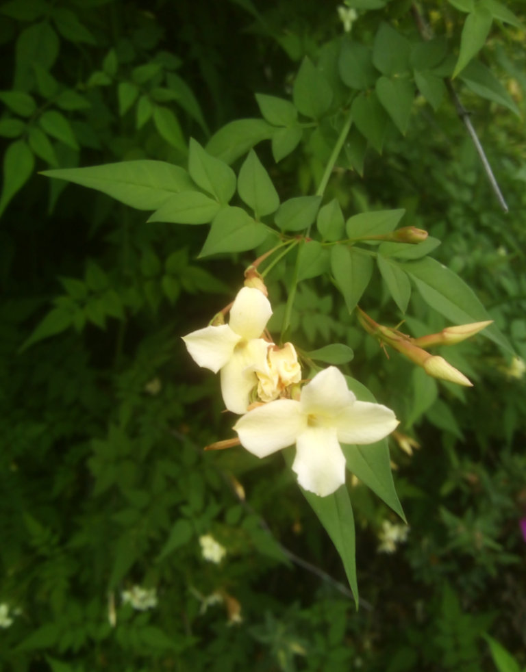 1 x Jasmine ( Clotted Cream ) Plant for sale £5