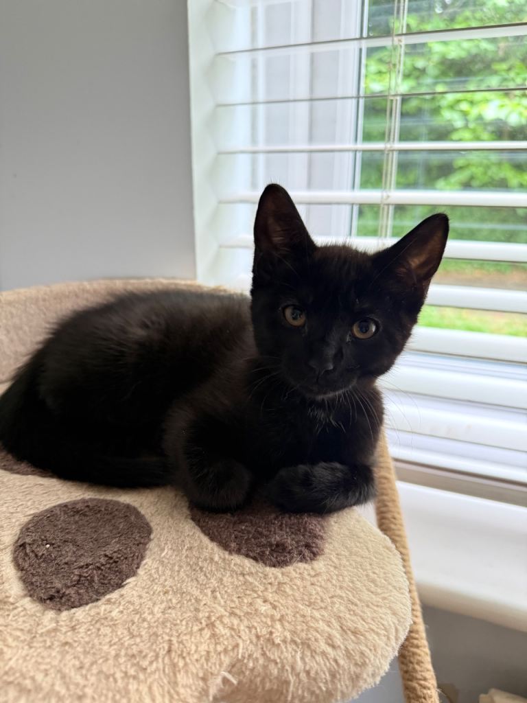 One Male Black Kitten