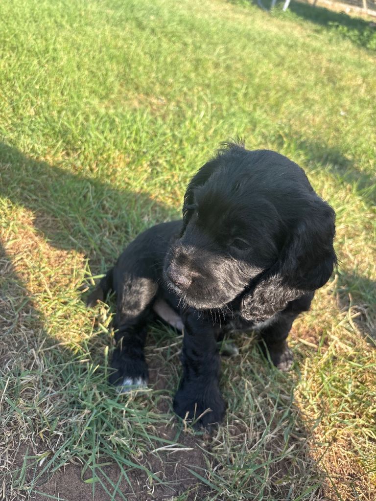 Cocker spaniel pups 
