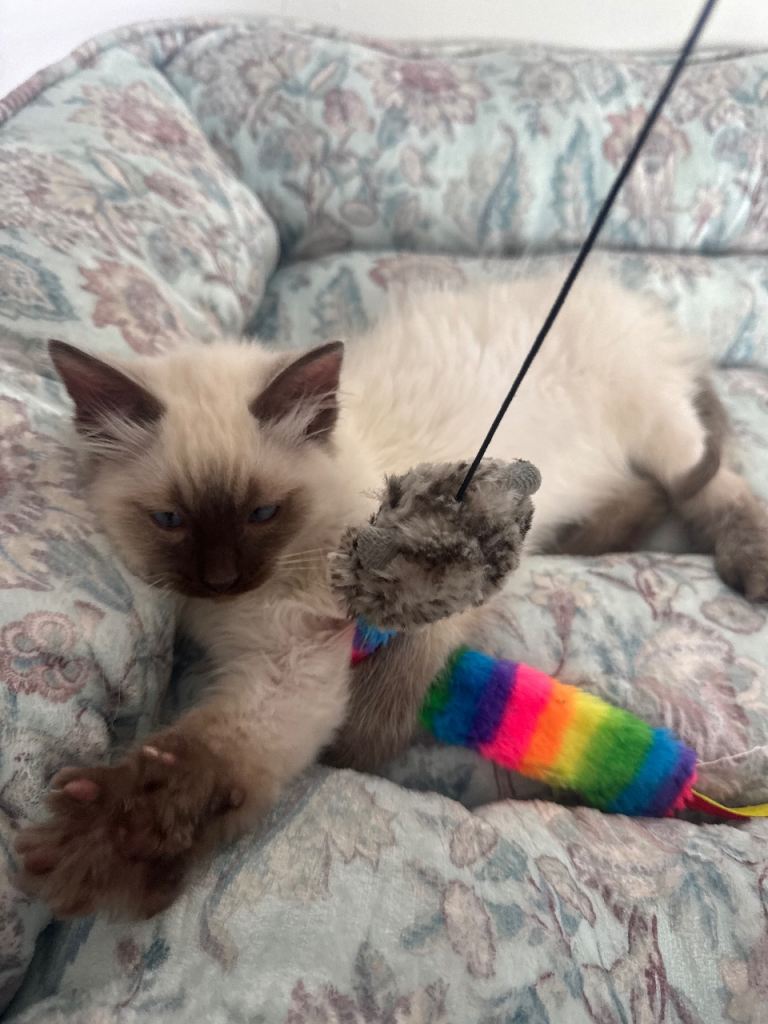 Ragdoll Male 