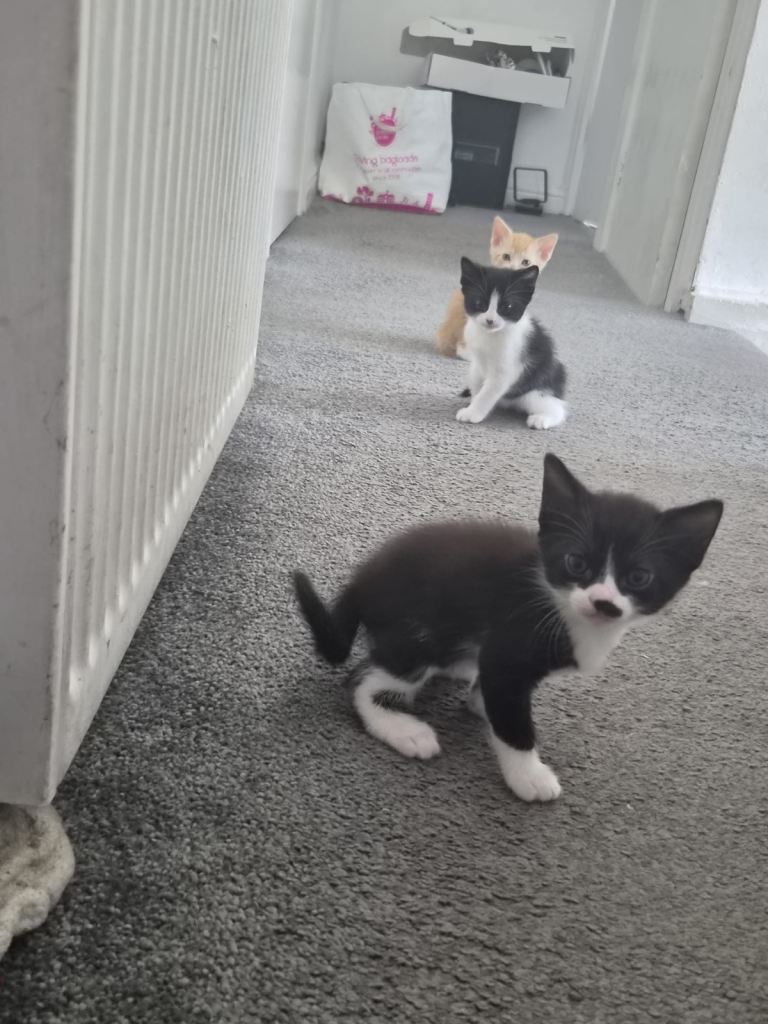 Black and white  kittens 