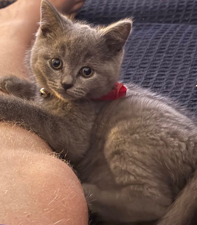 10 month old british blue
