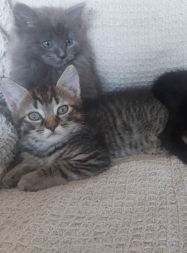 Ragdoll cross male kitten